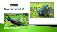 Morachi Chincholi|Mayur Baug