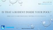 Is that a Rodent Inside Your Pool? (1)