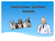 Thedogtoronline.net