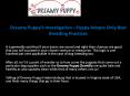 Dreamy Puppy Investigation - Dreamy Puppy Adopts Only Best Breeding Practices PowerPoint PPT Presentation