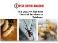 Top Quality Ant Pest Control Services in Brisbane PowerPoint PPT Presentation