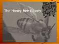 The Honey Bee Colony PowerPoint PPT Presentation