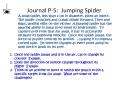 Journal P-5: Jumping Spider PowerPoint PPT Presentation
