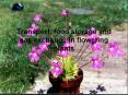 Transport, food storage and gas exchange in flowering plants PowerPoint PPT Presentation
