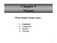 Chapter 5 Tissues PowerPoint PPT Presentation