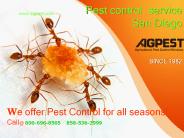 rodent control services San Diego