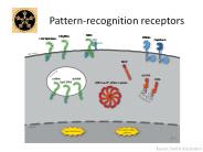 Pattern-recognition receptors