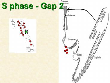 S phase - Gap 2