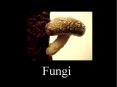Fungi PowerPoint PPT Presentation