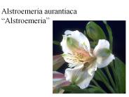 Alstroemeria aurantiaca 