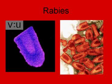 Rabies