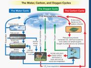 The Nitrogen Cycle
