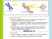 DNA%20(Deoxyribonucleic%20Acid)