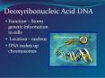 Deoxyribonucleic Acid DNA PowerPoint PPT Presentation