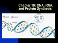 Chapter 10: DNA, RNA, and Protein Synthesis PowerPoint PPT Presentation