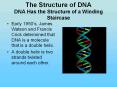 The Structure of DNA DNA Has the Structure of a Winding Staircase PowerPoint PPT Presentation