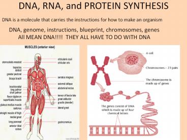 DNA,%20RNA,%20and%20PROTEIN%20SYNTHESIS
