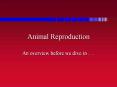 Animal Reproduction PowerPoint PPT Presentation