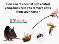 How can residential pest control companies help you remove pests from your home? PowerPoint PPT Presentation