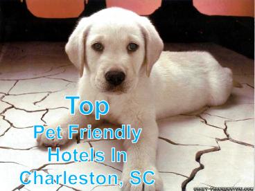 Top Pet Friendly Hotels & Lodging Charleston, SC