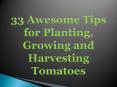 33 Awesome Tips for Planting, Growing and Harvesting Tomatoes PowerPoint PPT Presentation