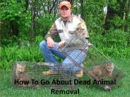 How To Go About Dead Animal Removal