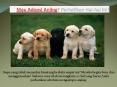 Mau Adopsi Anjing? Perhatikan Hal-hal ini! PowerPoint PPT Presentation