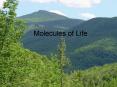 Molecules of Life PowerPoint PPT Presentation