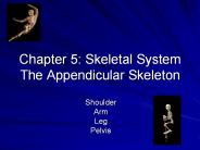 Chapter%205:%20Skeletal%20System%20The%20Appendicular%20Skeleton