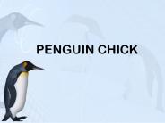 PENGUIN CHICK