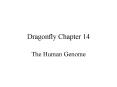 Dragonfly Chapter 14 PowerPoint PPT Presentation