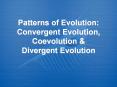 Patterns of Evolution: Convergent Evolution, Coevolution PowerPoint PPT Presentation