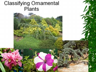 Classifying Ornamental Plants