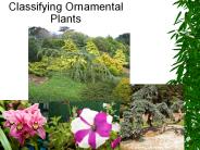 Classifying Ornamental Plants