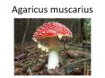 Agaricus muscarius PowerPoint PPT Presentation
