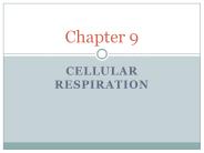 Cellular Respiration