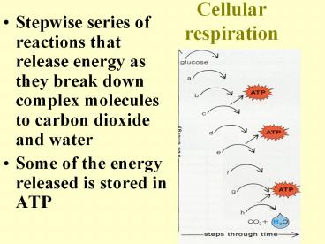 Cellular respiration