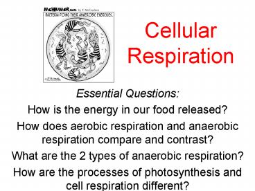 Cellular Respiration