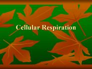 Cellular%20Respiration