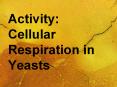 Activity: Cellular Respiration in Yeasts PowerPoint PPT Presentation