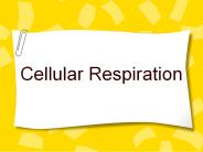 Cellular Respiration