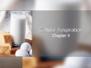 Cellular Respiration
