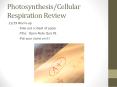 Photosynthesis/Cellular Respiration Review PowerPoint PPT Presentation