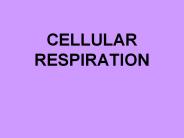 CELLULAR RESPIRATION
