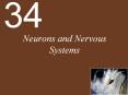 Neurons and Nervous Systems PowerPoint PPT Presentation