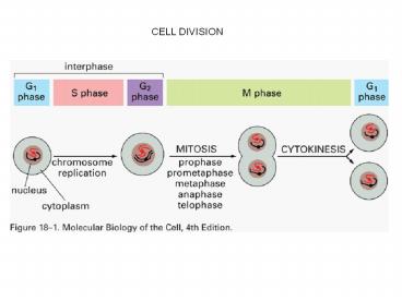 CELL DIVISION