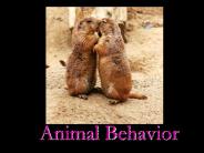 Animal Behavior