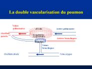 La double vascularisation du poumon