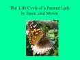 The Life Cycle of a Painted Lady by Jason, and Myron. PowerPoint PPT Presentation