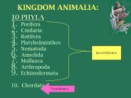 KINGDOM ANIMALIA: